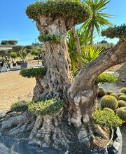 Cultur'Arbres image 4