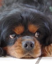 Asenack Association image 16