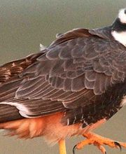 Alamo Inn B&B, Gear & Tours image 5