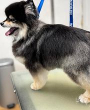Armelle Toiletteuse Chiens Et Chats image 12