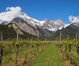 Weingut Jürg & Daniela Bild 12