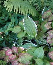 Gartenbau Meister AG Bild 10