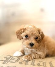 Reinado Canino imagen 1