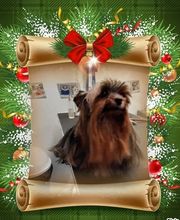 Au Toilettage de Saint Satur image 14