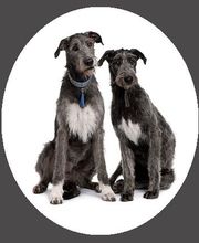 Amis Croquette image 1