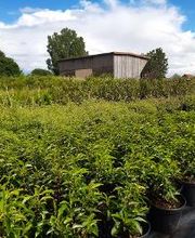 Baumschule Goßner Bild 2