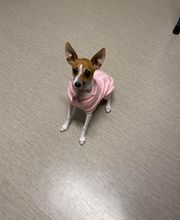 Nicholasville Road Animal Hospital image 20