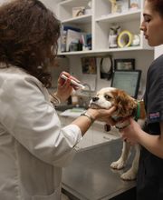 South Putnam Animal Hospital image 12