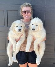 Dog Guard Midwest image 13