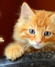 L'arche de Corinne image 1