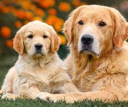 Reinado Canino imagen 10