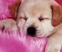 Paradis Canin image 1