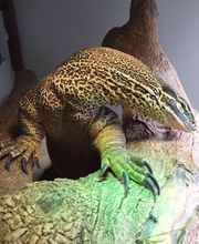 Reptiland image 7