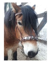 Der kleine Pferdeladen Bild 13