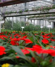 Bullo Luca Fiori Bild 10