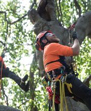 SavATree - Tree Service image 10