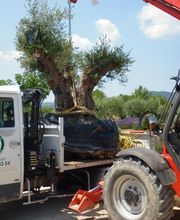 Pépinière Jolijardin image 7