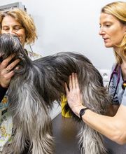 Clinique Vétérinaire des 2 Vallées image 7