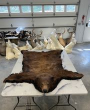 Arrowed 1 Taxidermy image 20