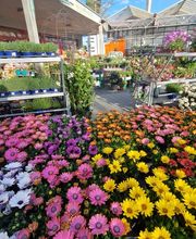 hollenstein blumengarten ag-Blumenshop-Gärtnerei-Gartenbau-Unterhalt-Grabpflege Bild 13