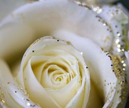 Bouton d'Or image 15
