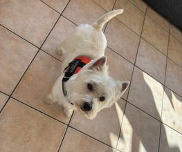 Au Chien Chic image 4