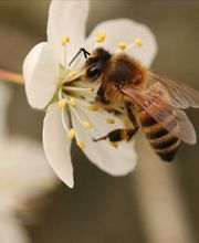 LA MAISON DES ABEILLES image 2