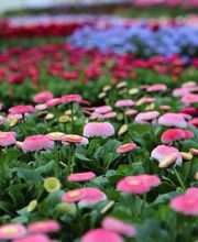 Gärtnerei Schlegel Hinterholz Bild 4