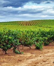 José Manzanares SL imagen 3