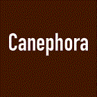 Canephora