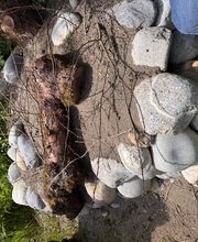 Gartencoach Dario Peyer Bild 7