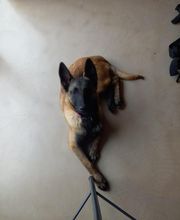 Binôme A 3 Education Canine image 9