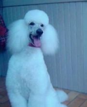 BOULE DE POILS image 1