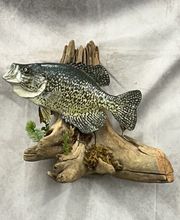 Arrowed 1 Taxidermy image 1