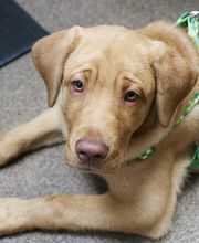 AniMed Animal Hospital image 2