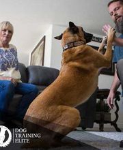 Dog Training Elite Hill Country image 1