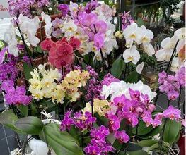 OrchidéesRibérac.jpg