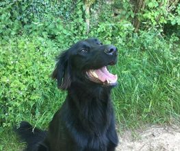 Educa'Dog image 6