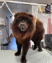 O Paradis des Poils image 3