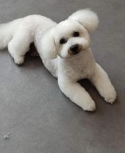 Tootsie image 1