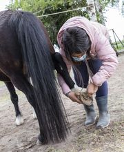 Poney Club Des Cinq Arpents image 9