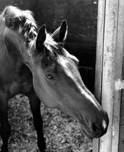 Ruitersportcentrum Seurenheide