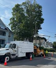 Owen's Tree Expert image 17