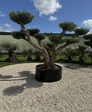 Valerie Maille image 5