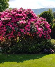 Thomas Kuster Gartenbau & Gartenpflege Bild 5