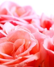 Weddingplaner Dresden Bild 2