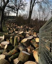 MD Saintrapt image 4