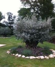 Pépinières Clarac-pesqué SARL image 2