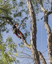 Philippe Joyeux Elagage image 6