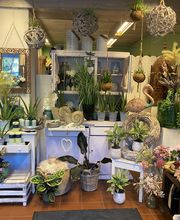 Blumen Advena Bild 5